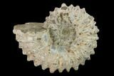 Bumpy Ammonite (Douvilleiceras) Fossil - Madagascar #134164-1